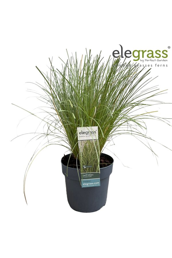 Carex comans Frosted Curls P14