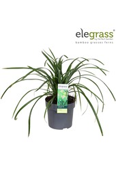 Carex Irish Green P14