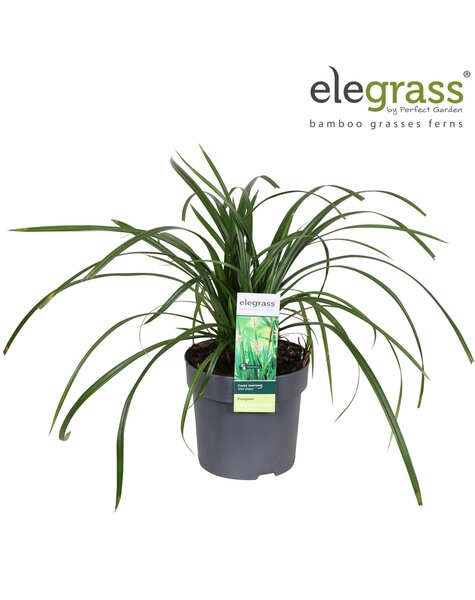 Carex Irish Green P14