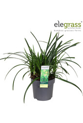 Carex Irish Green P14