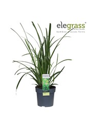 Carex Irish Green P14