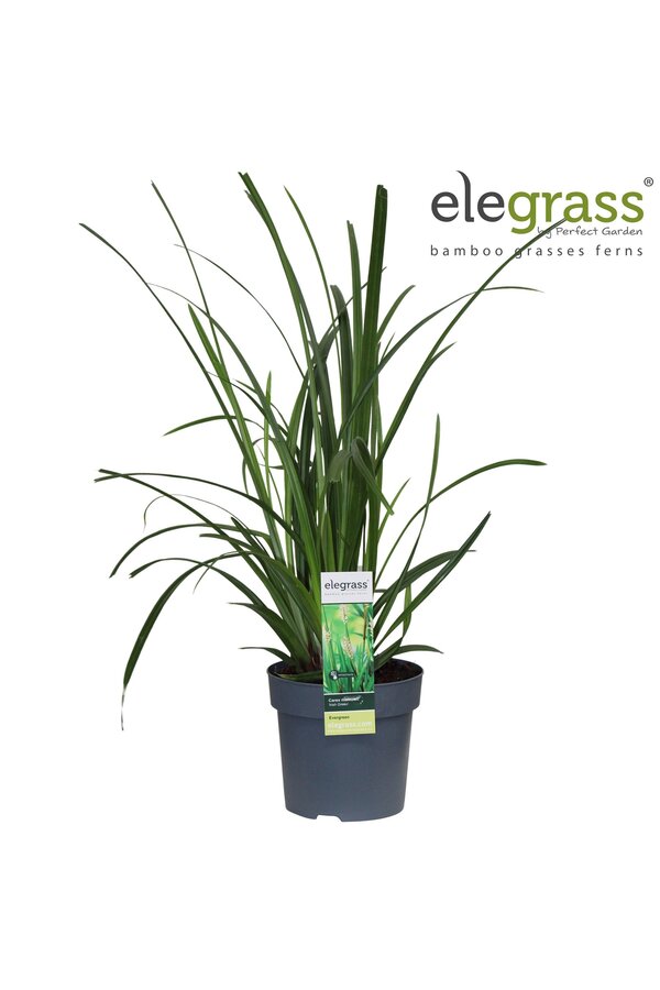 Carex Irish Green P14