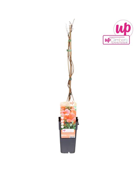 Campsis radicans Flamenco (veredelt) P15