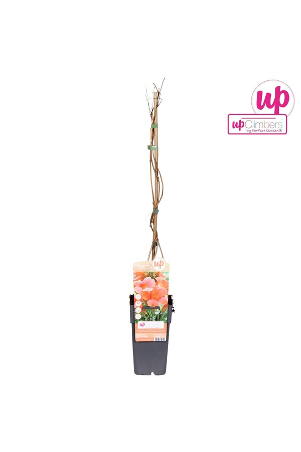 Campsis radicans Flamenco (veredelt) P15