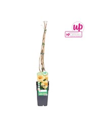 Campsis radicans Flava (veredelt) P15