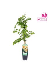 Campsis radicans Flava (veredelt) P15