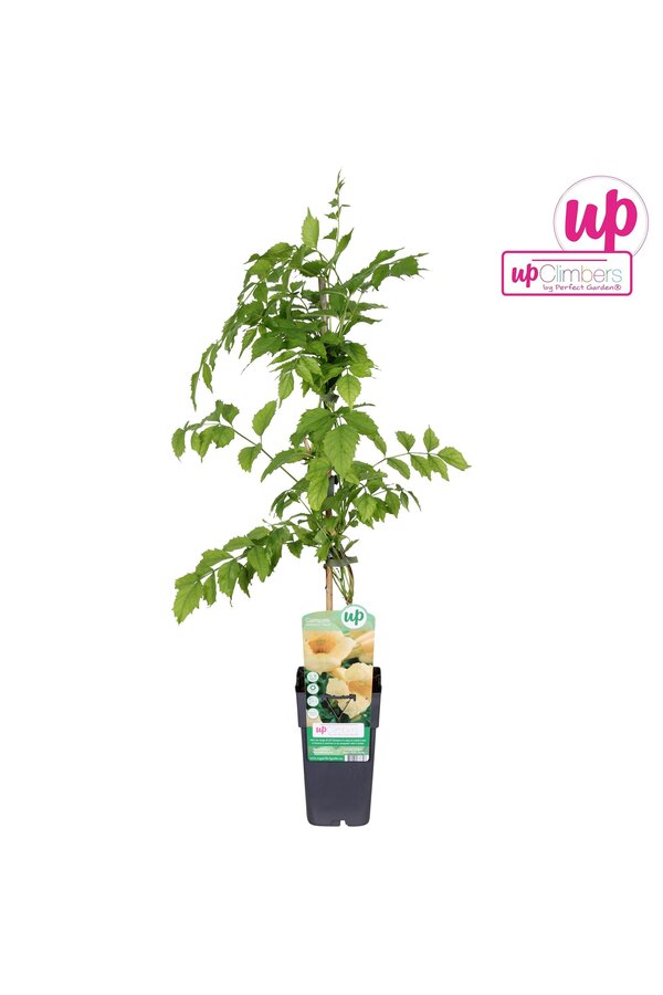 Campsis radicans Flava (veredelt) P15