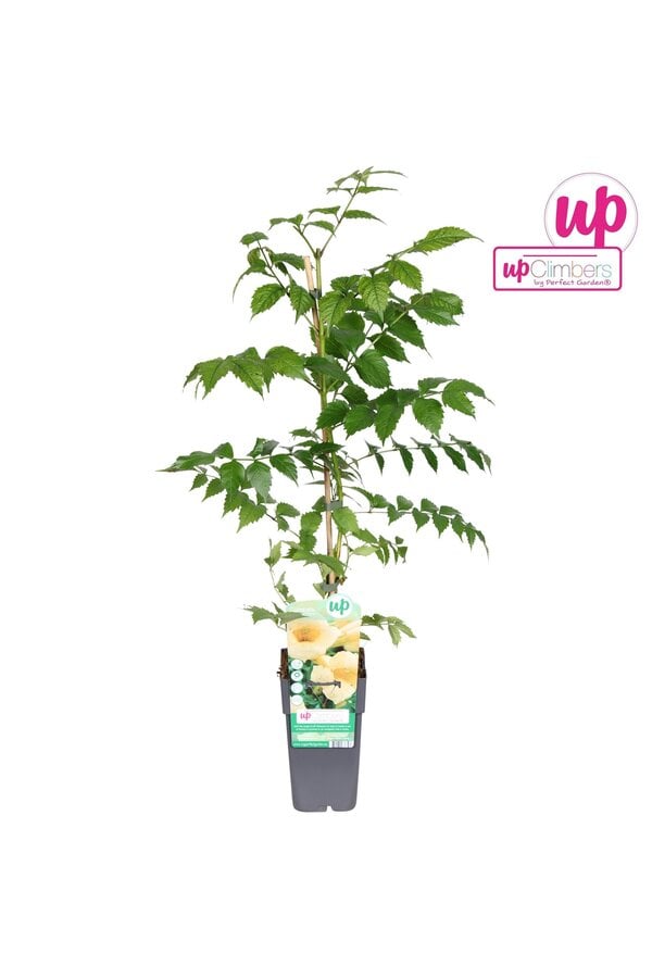 Campsis radicans Flava (veredelt) P15