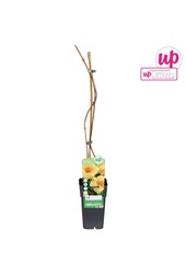 Campsis radicans Flava (veredelt) P15