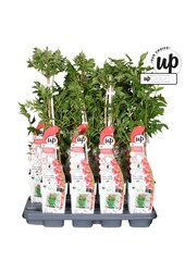 Campsis Pink Panther P15