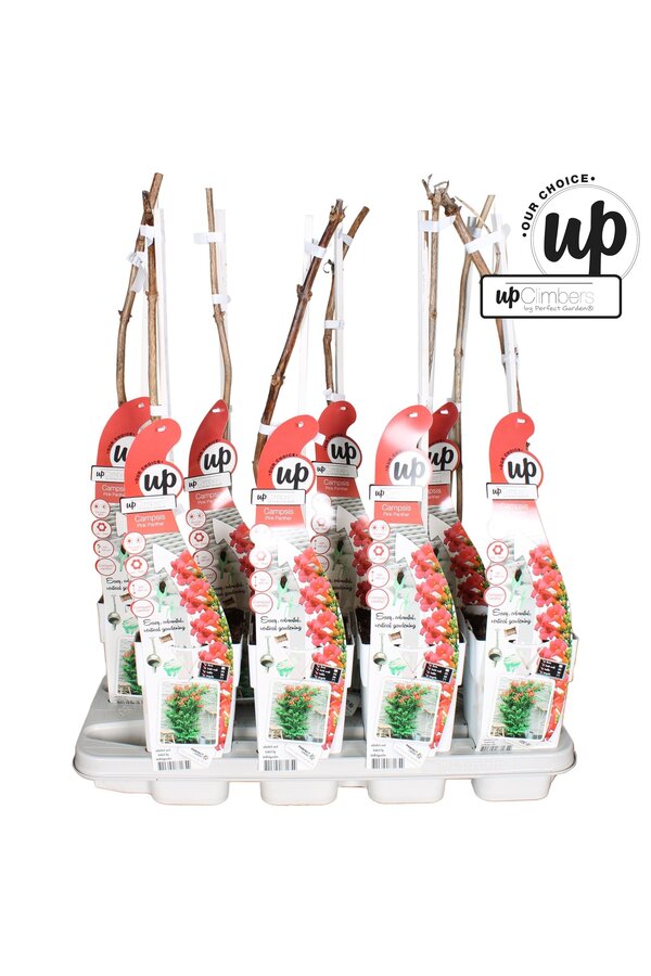 Campsis Pink Panther P15