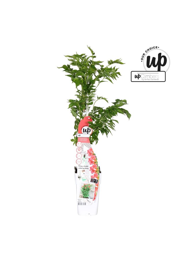 Campsis Pink Panther P15