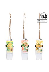 Campsis Our Choice Mix-Schale P15