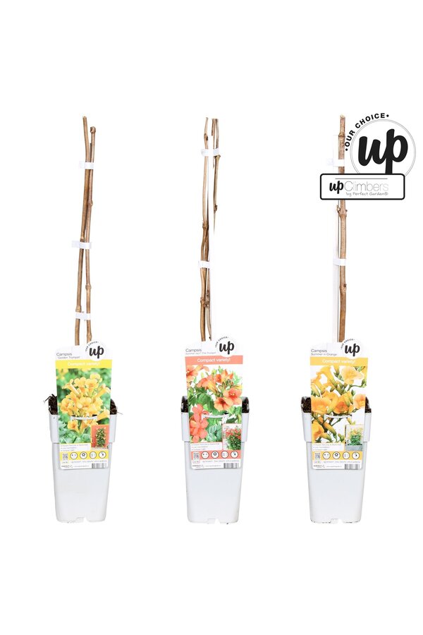 Campsis Our Choice Mix-Schale P15