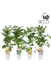 Campsis Our Choice Mix-Schale P15