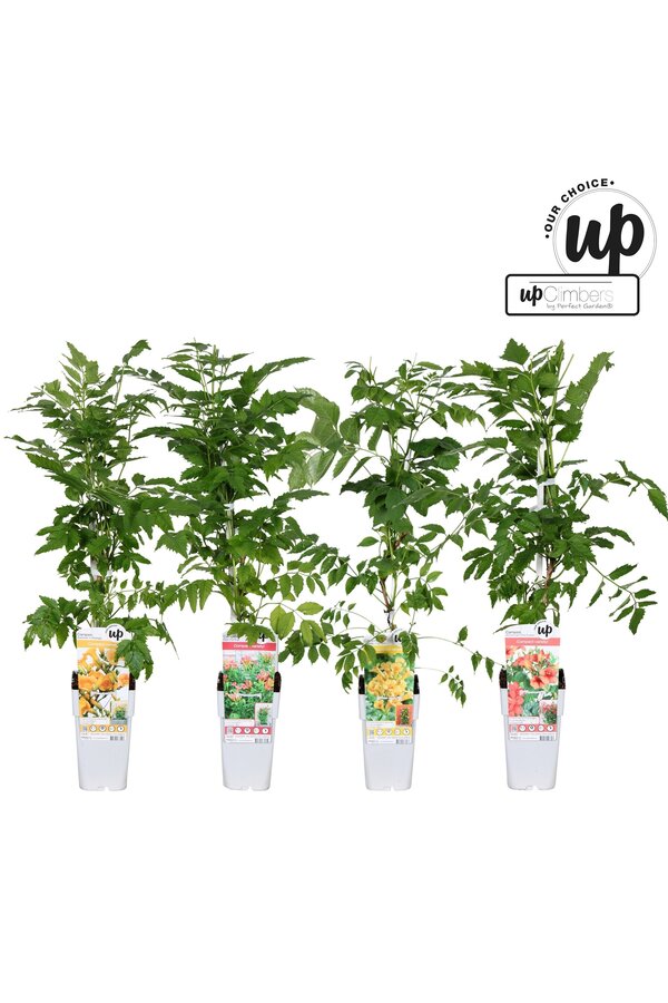 Campsis Our Choice Mix-Schale P15