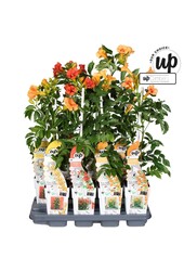 Campsis Our Choice Mix-Schale P15