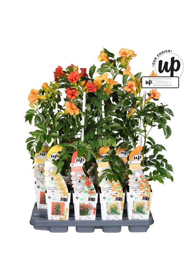 Campsis Our Choice Mix-Schale P15