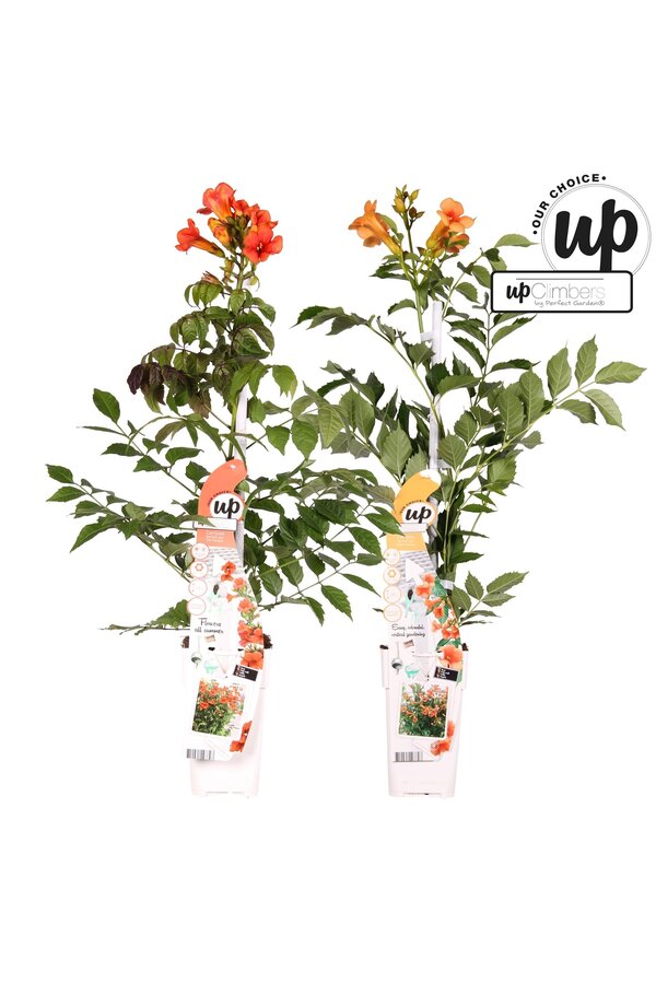 Campsis Our Choice Mix-Schale P15