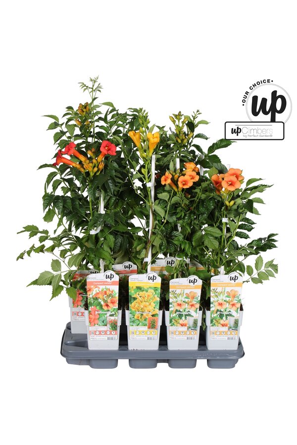 Campsis Our Choice Mix-Schale P15