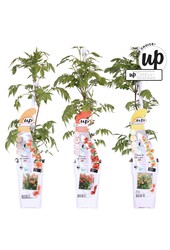 Campsis Our Choice Mix-Schale P15