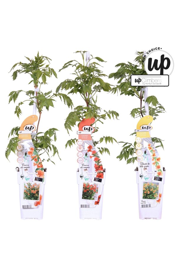 Campsis Our Choice Mix-Schale P15