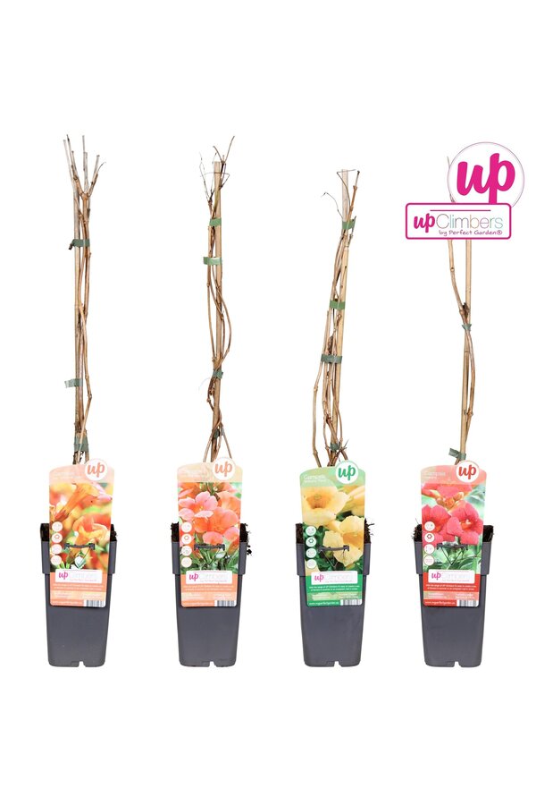 Campsis Mix Tray veredelt P15