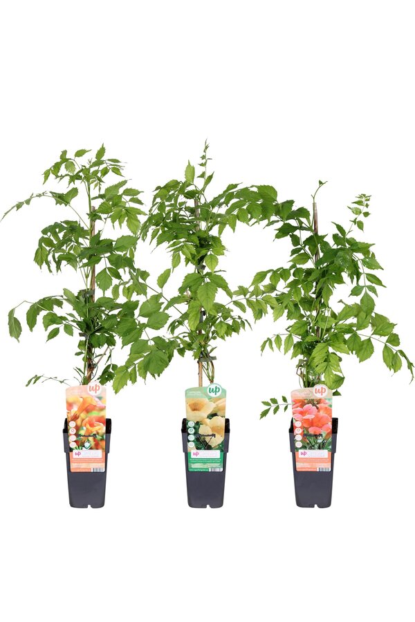 Campsis Mix Tray veredelt P15