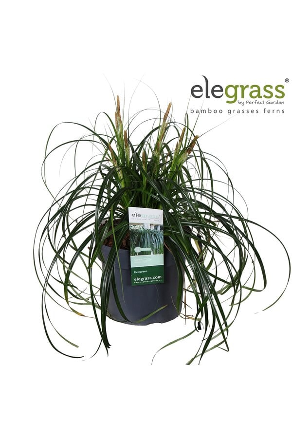 Carex Ribbon Falls P19