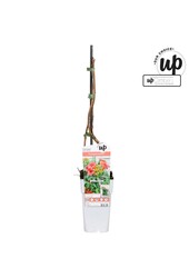 Campsis tagliabuana Solo Rosso P15