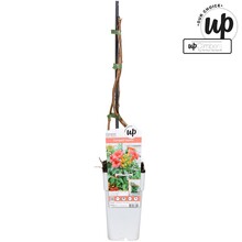 Campsis tagliabuana Solo Rosso P15