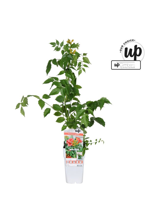 Campsis tagliabuana Solo Rosso P15