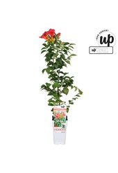 Campsis tagliabuana Solo Rosso P15