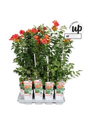 Campsis tagliabuana Solo Rosso P15