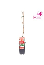 Campsis radicans P15