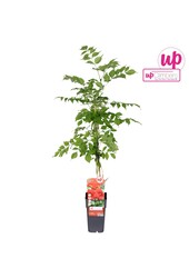 Campsis radicans P15