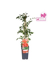 Campsis radicans P15