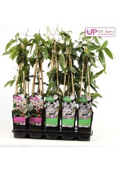 Clematis immergrün Mix-Tray P15