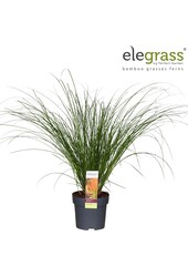 Carex testacea Prairie Fire P14