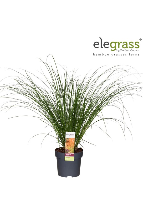 Carex testacea Prairie Fire P14