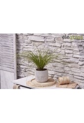 Carex testacea Prairie Fire P14