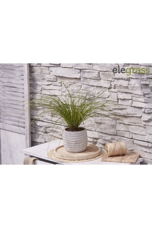 Carex testacea Prairie Fire P14