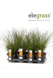 Carex testacea Prairie Fire P14