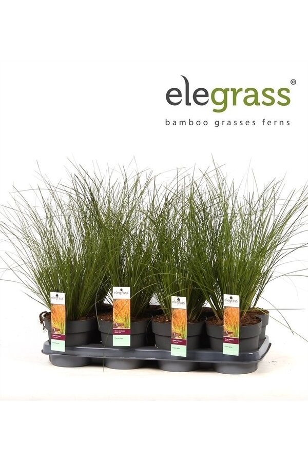 Carex testacea Prairie Fire P14