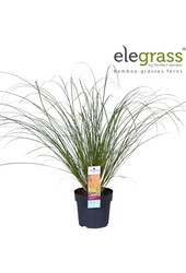 Carex testacea Prairie Fire P14