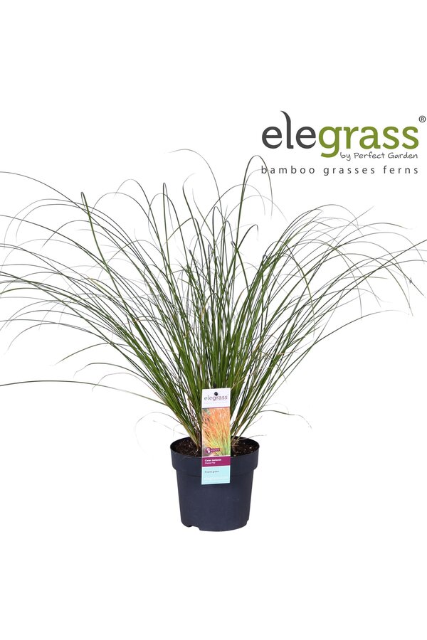 Carex testacea Prairie Fire P14