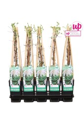 Clematis Alpina Albina Plena P15