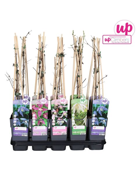 Clematis Alpina Mix-Schale P15