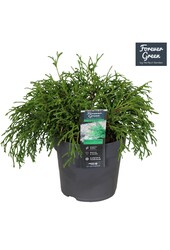Chamaecyparis pisifera Filifera Nana P14