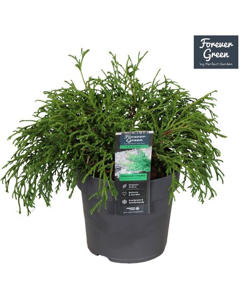 Chamaecyparis pisifera Filifera Nana P14